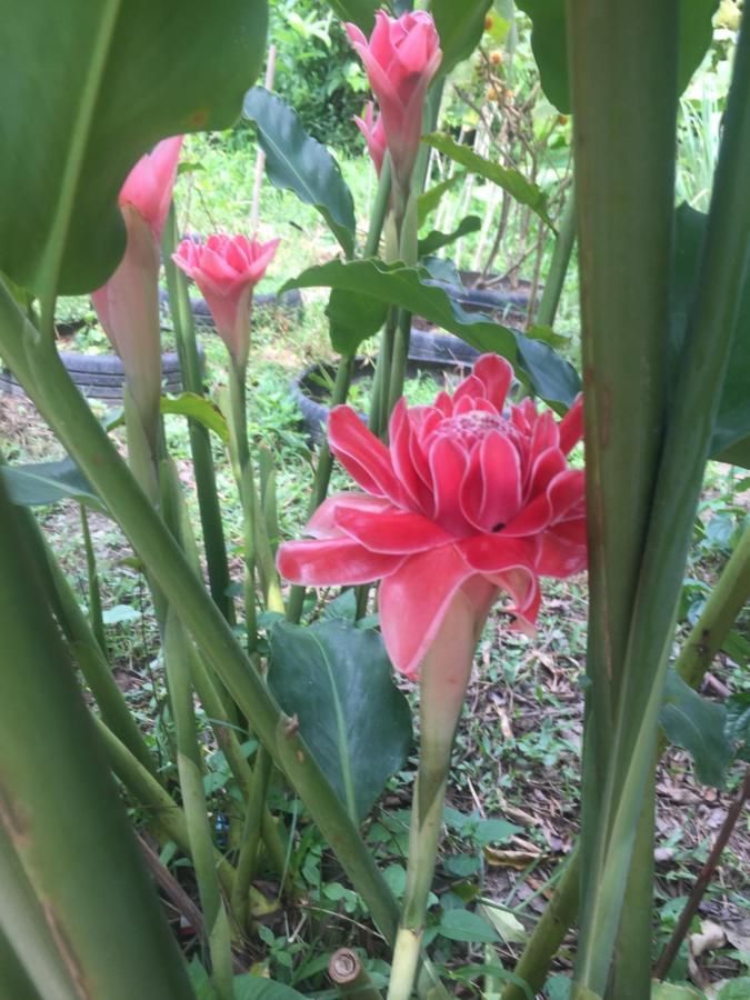 Meechok Organic Home Ao Nang Eksteriør bilde