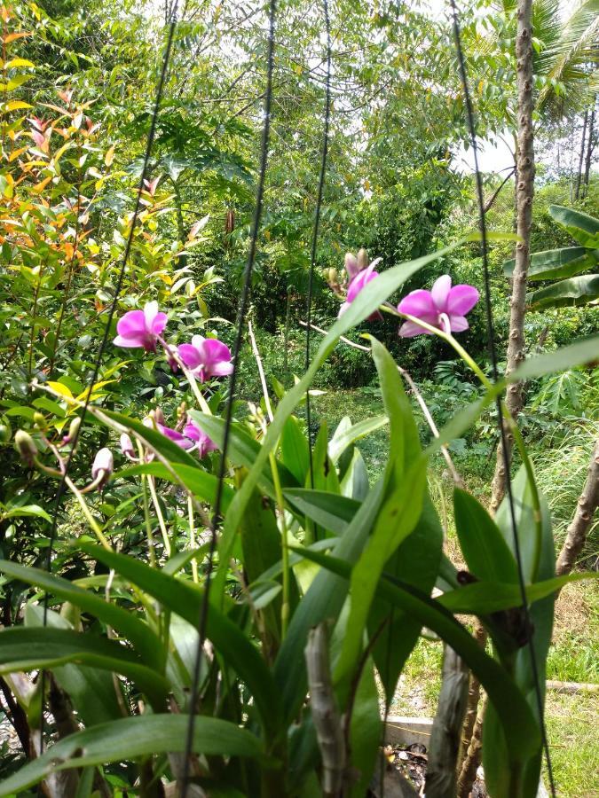 Meechok Organic Home Ao Nang Eksteriør bilde